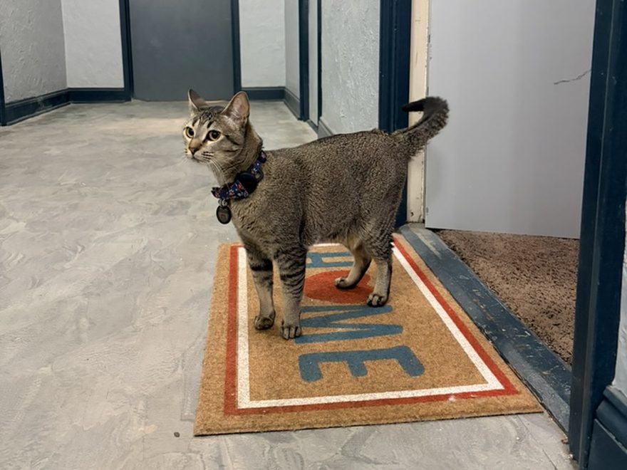 Oreo standing on a doormat in an apartment hallway, tail up, looking back over her shoulder