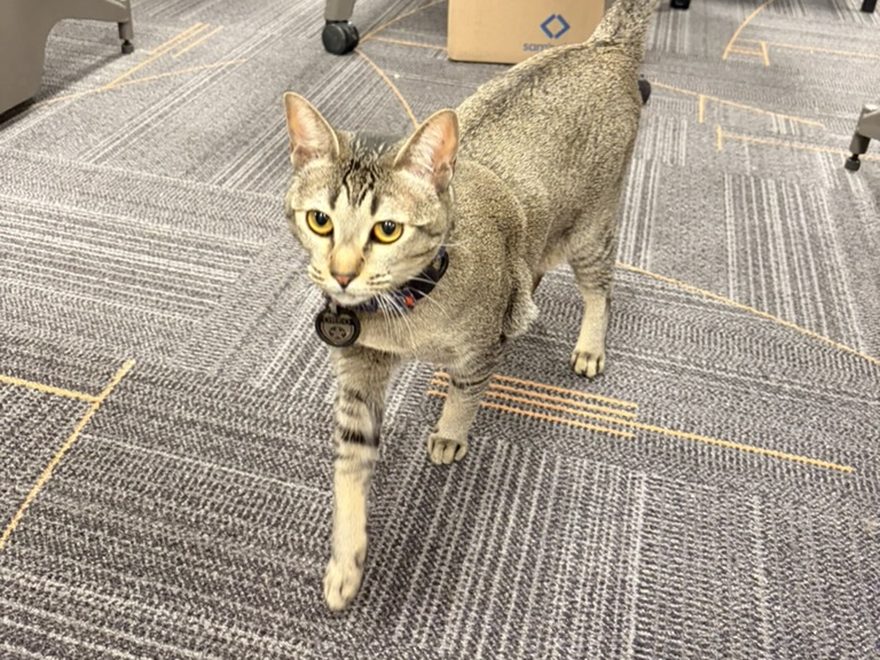Oreo walking across the carpet of an open-plan office between desks and chairs