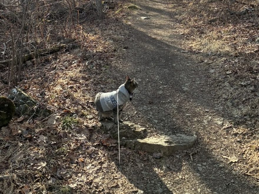 Oreo in a harness and jacket on a dirt trail through bare winter woods